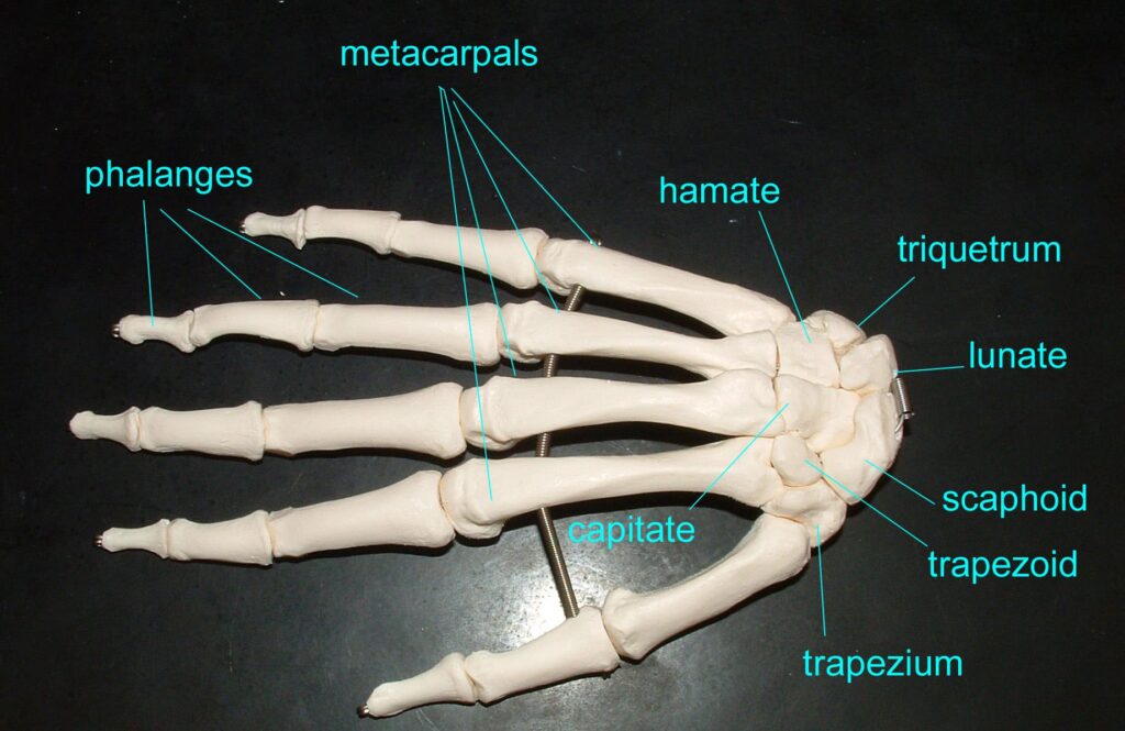 picture of skeleton hand showing each joint of the hand